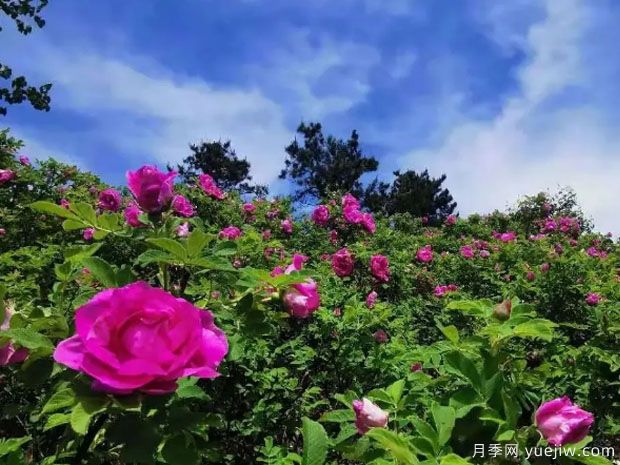 撫順玫瑰市花文化和月季景觀(guān)(圖2)