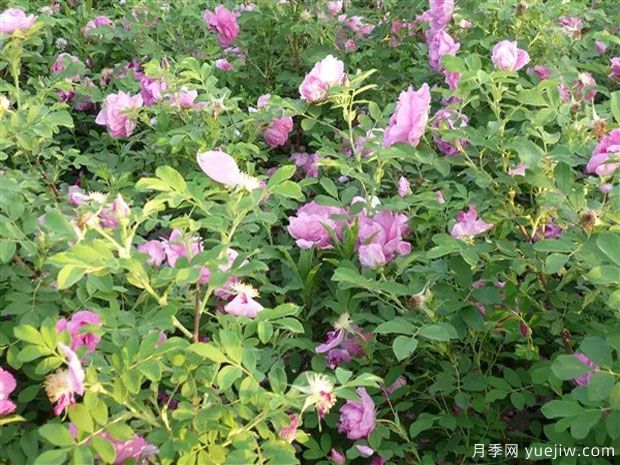 撫順玫瑰市花文化和月季景觀(guān)(圖3)
