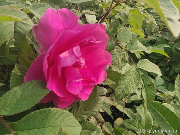 撫順玫瑰市花文化和月季景觀(guān)(圖1)