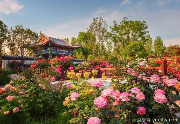 南陽(yáng)世界月季大觀(guān)園國慶游園會(huì )，盛世船情夢(mèng)回南都 (圖2)