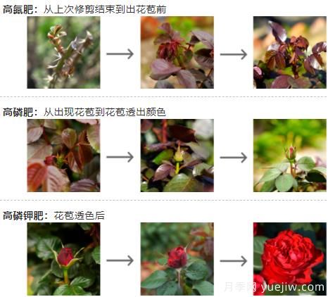 月季秋季施肥養護和注意事項(圖1)