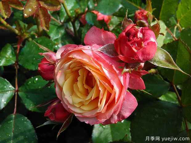 推薦10款微型月季，讓你的陽(yáng)臺四季開(kāi)花不斷(圖2)