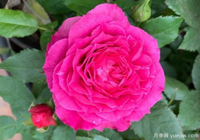 專(zhuān)屬12星座的月季花，你的星座是什么月季(圖5)