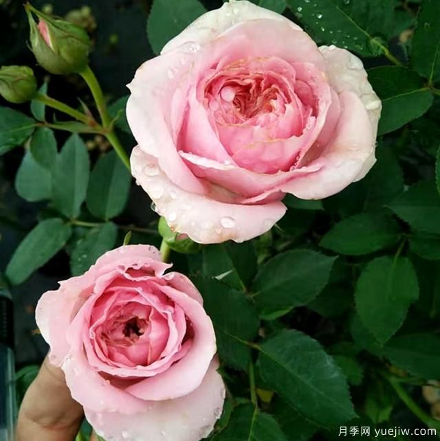 專(zhuān)屬12星座的月季花，你的星座是什么月季(圖8)