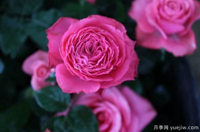 專(zhuān)屬12星座的月季花，你的星座是什么月季(圖12)
