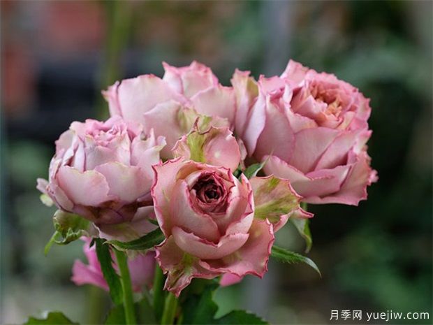 英倫節拍月季(圖4)
