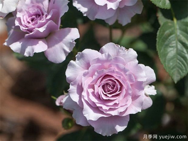 蜻蜓月季，喜歡紫色花必須入手(圖1)