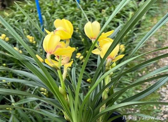 蘭花常見(jiàn)病害喲哪些？如何識別與防治？(圖1)