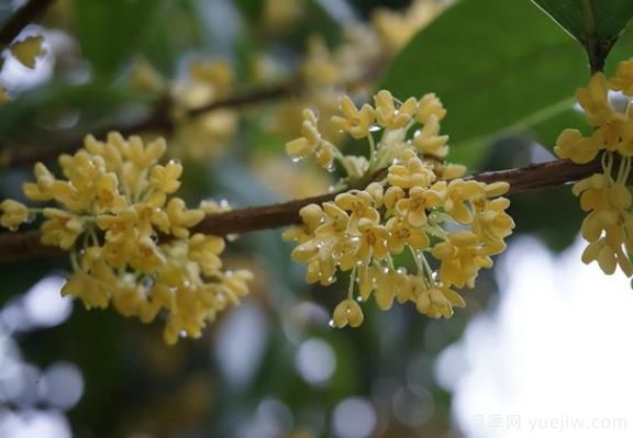 桂花樹(shù)和山月桂的區別有哪5點(diǎn)？(圖1)
