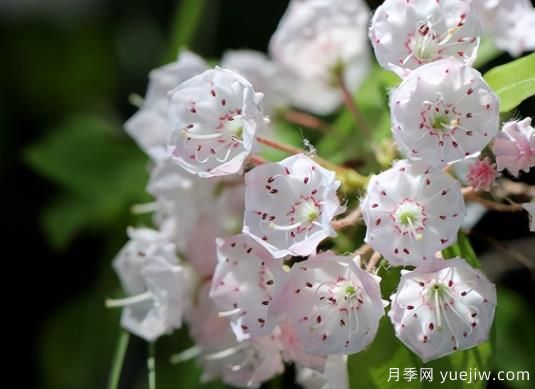 桂花樹(shù)和山月桂的區別有哪5點(diǎn)？(圖2)