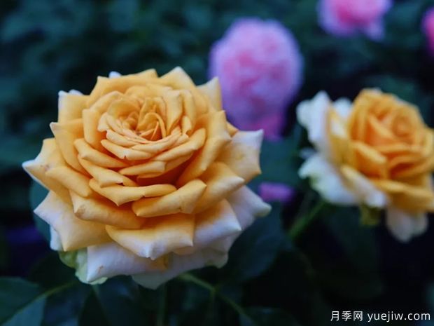 10月北方氣溫驟降，苗木應該如何養護管理？(圖1)