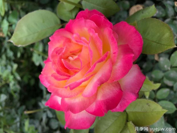 大花月季均價(jià)大概多少錢(qián)一株？(圖2)