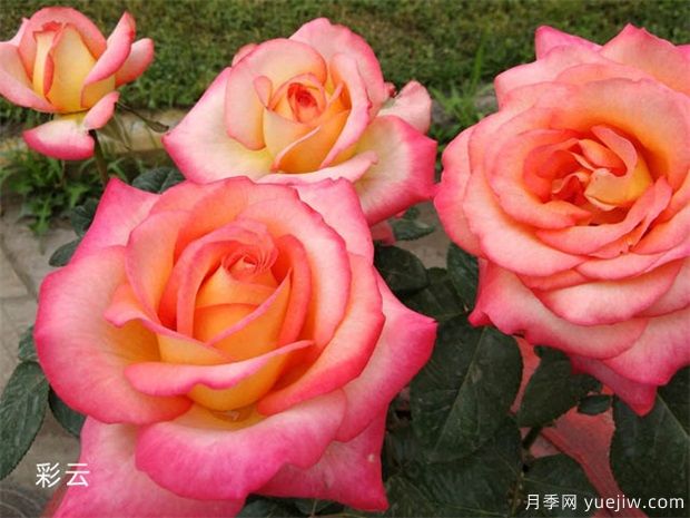 大花月季均價(jià)大概多少錢(qián)一株？(圖1)