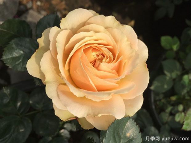 木星王陽(yáng)臺月季(圖4)