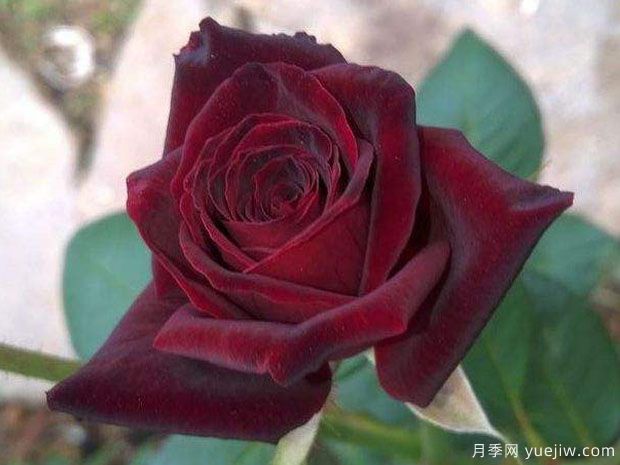 冷艷高貴，推薦5個(gè)濃香黑紅色月季品種(圖3)