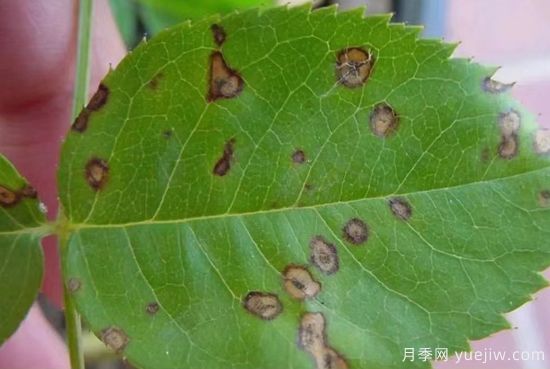深秋天季節月季出現斑點(diǎn)的病害原因與防治(圖2)
