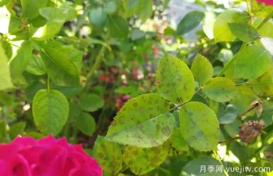 深秋天季節月季出現斑點(diǎn)的病害原因與防治(圖3)