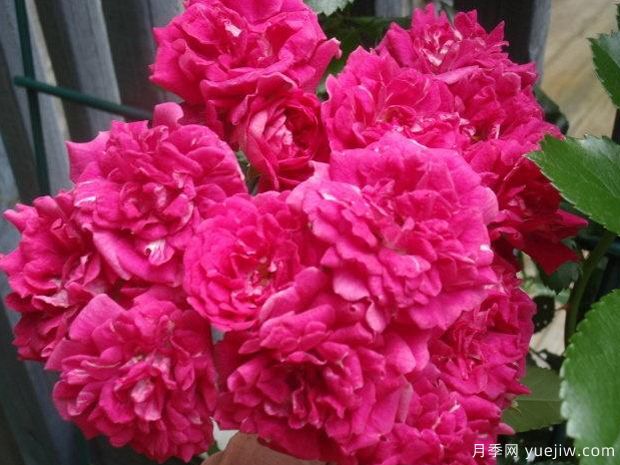 超級?？巳麪査_月季(圖3)
