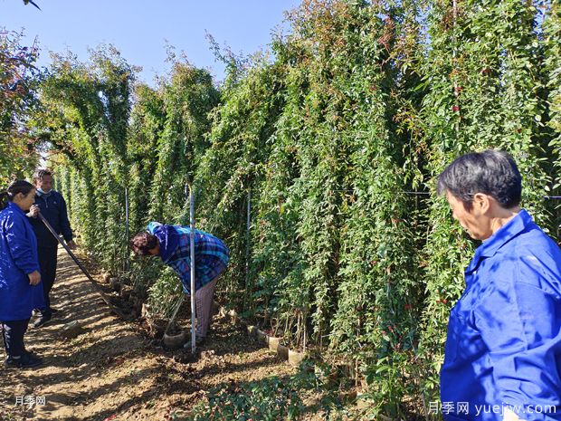 3米高藤本月季用于綠化花墻和拱門(mén)(圖2)