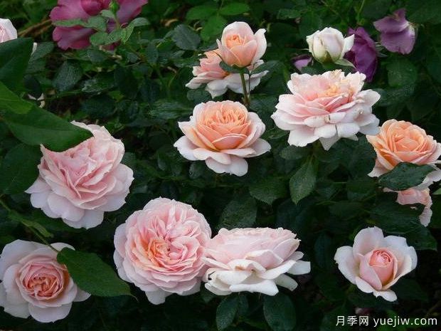 奶油花環(huán)月季/奶油門(mén)廊月季/生活樂(lè )趣月季(圖2)