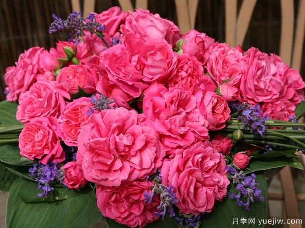 粉色花環(huán)月季/莫恩莫恩/粉紅陽(yáng)臺/粉色門(mén)廊(圖4)