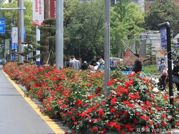南昌月季市花文化和景觀(guān)圖集(圖4)