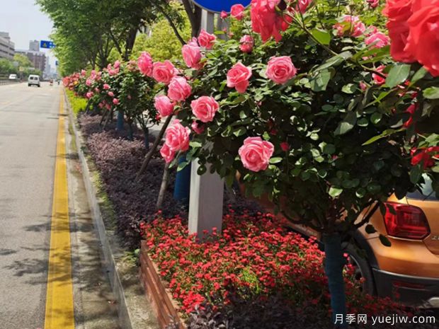 南昌月季市花文化和景觀(guān)圖集(圖5)