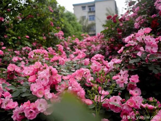 郴州月季市花文化和景觀(guān)圖集(圖1)
