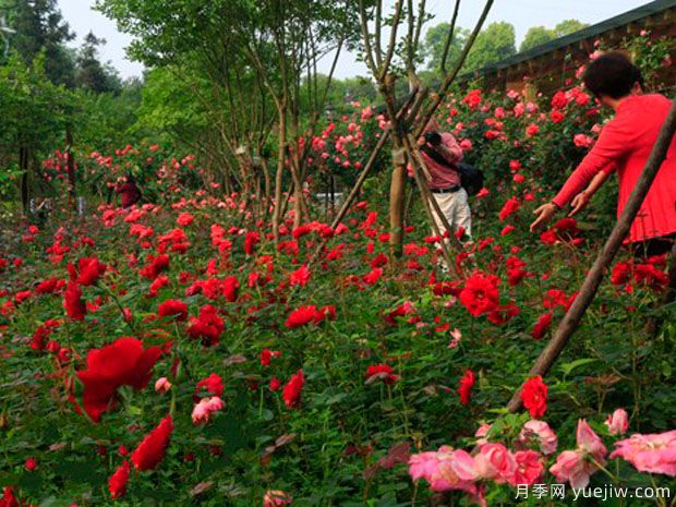 郴州月季市花文化和景觀(guān)圖集(圖2)