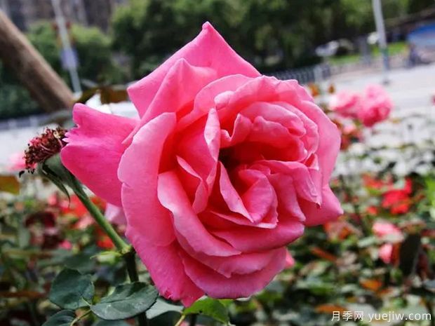 衡陽(yáng)月季市花文化和景觀(guān)圖集(圖1)