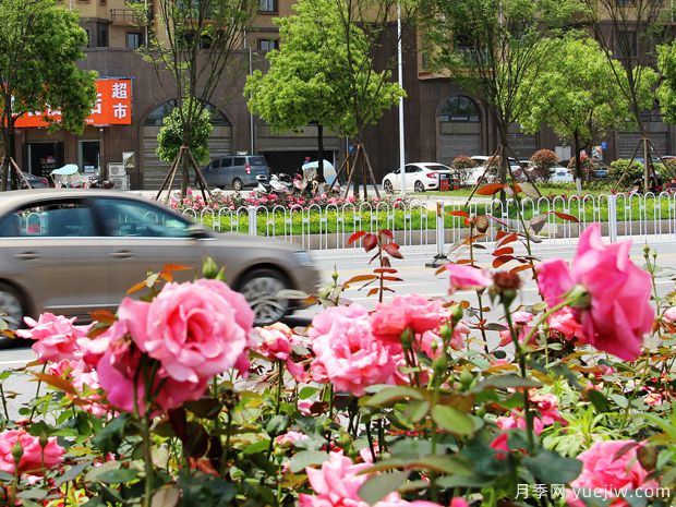 衡陽(yáng)月季市花文化和景觀(guān)圖集(圖2)