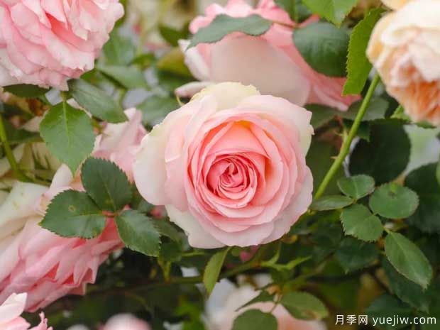 月季花如何施肥能花多色艷？月季施肥時(shí)間注意點(diǎn)(圖1)