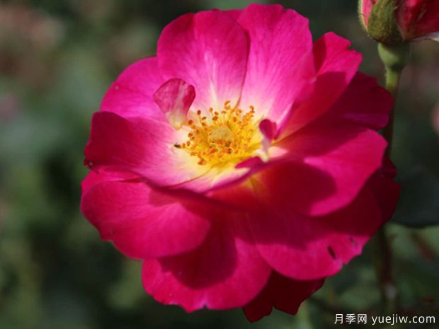 至高無(wú)上月季的優(yōu)缺點(diǎn)是什么？(圖1)