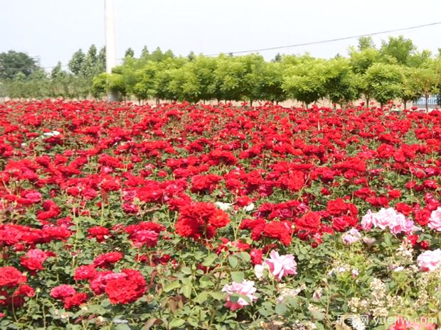 辛集月季市花文化和景觀(guān)圖集(圖1)