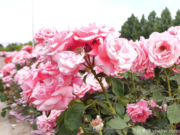 辛集月季市花文化和景觀(guān)圖集(圖2)