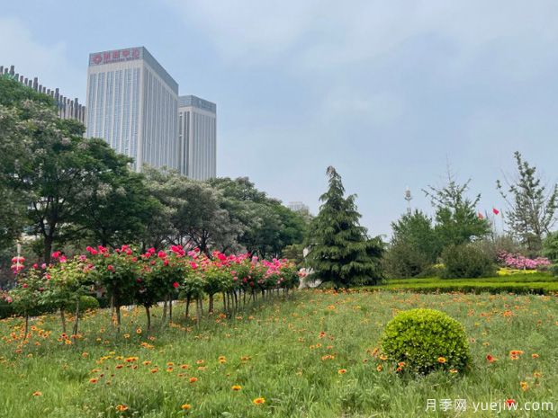 辛集月季市花文化和景觀(guān)圖集(圖3)