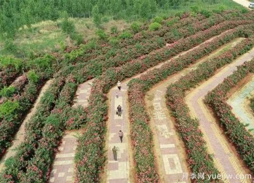 河北邢臺柏鄉：月季迷宮花開(kāi)引游人(圖1)