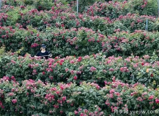 河北邢臺柏鄉：月季迷宮花開(kāi)引游人(圖3)