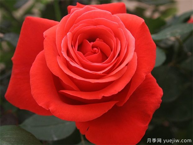 花友寶典，月季養護要點(diǎn)說(shuō)明書(shū)(圖1)