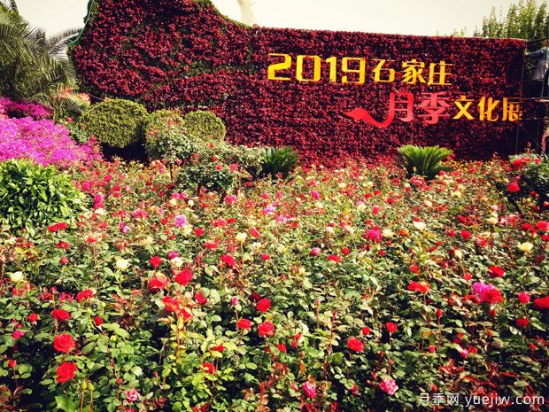 石家莊適合養月季花，市花和市樹(shù)是什么(圖1)