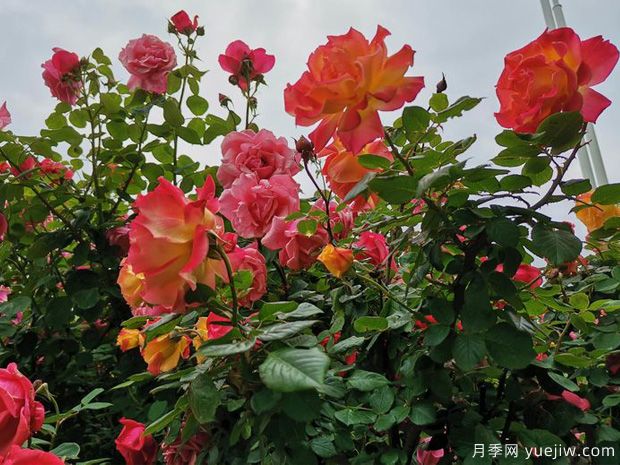 濱州月季市花文化和景觀(guān)圖集(圖2)