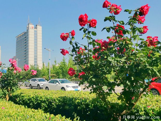 濱州月季市花文化和景觀(guān)圖集(圖3)