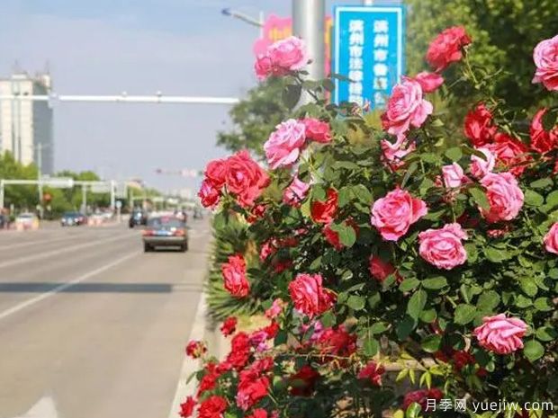 濱州月季市花文化和景觀(guān)圖集(圖4)