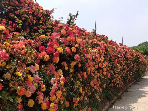 青島月季市花文化和景觀(guān)圖集(圖3)