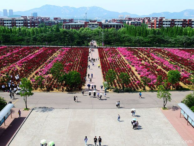 青島月季市花文化和景觀(guān)圖集(圖6)