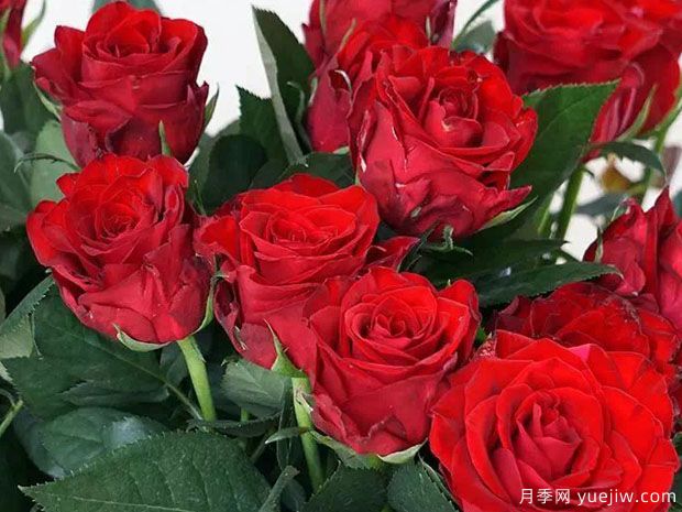 卡馬拉月季的優(yōu)缺點(diǎn)是什么？(圖1)
