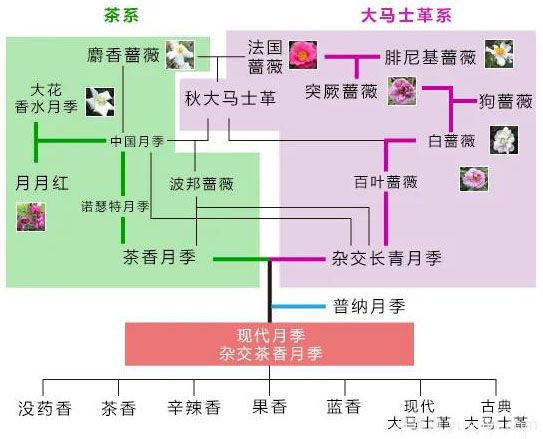 月季的7大香型和10大香調(圖1)