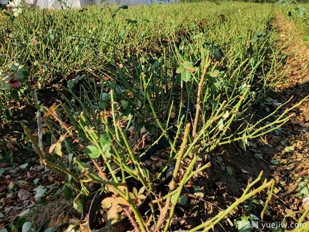 面對疫情月季滯銷(xiāo) 2023年月季種植戶(hù)要積極上網(wǎng)(圖1)