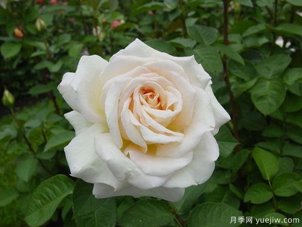 嬌蘭百樂(lè )花園月季/百花樂(lè )園月季(圖2)