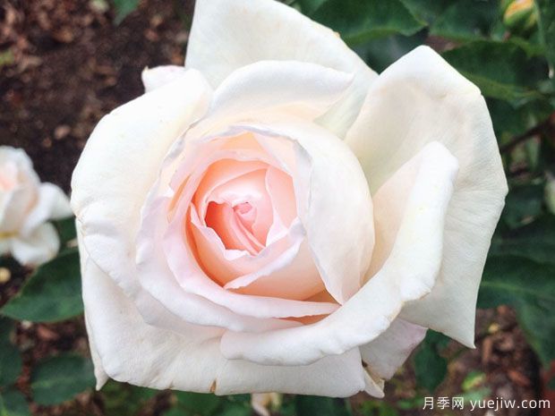 嬌蘭百樂(lè )花園月季/百花樂(lè )園月季(圖1)
